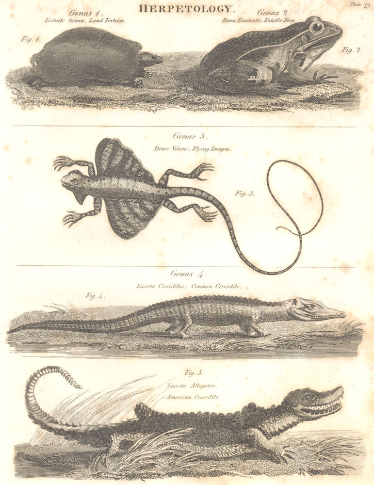 HERPETOLOGY. Tortoise; Edible Frog; Flying Dragon; Crocodile; Alligator 1830
